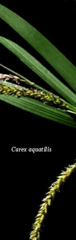 [Picture of <em>Carex aquatilis</em>]