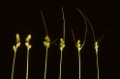 [Picture of <em>Carex brevior age sequence (Mississippi) Reznicek</em>]