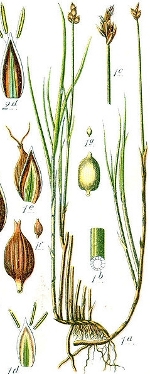 [Picture of <em>Carex chordorrhiza</em>]