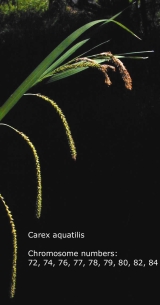 [Picture of <em>Carex aquatillis</em> chromosomes]