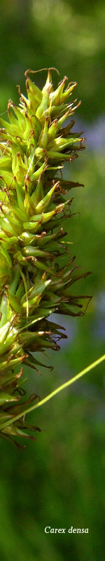 [Picture of <em>Carex densa</em>]