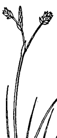 [Picture of <em>Carex eburnea</em>]