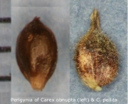 [Picture of perigynia of <em>Carex obnupta</em> and <em>Carex pellita</em>]