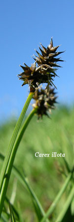 [Picture of <em>Carex illota</em>]