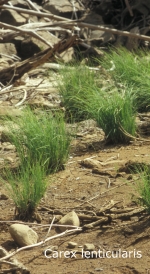 [Picture of <em>Carex lenticularis</em>]