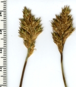 [Picture of <em>Carex mariposana</em>]