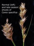 [Picture of <em>Carex specifica Lassen NP 79 (10) PZ</em>]